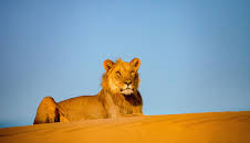 Die Wüstenlöwen der Namib - Aufbruch und Wiederkehr