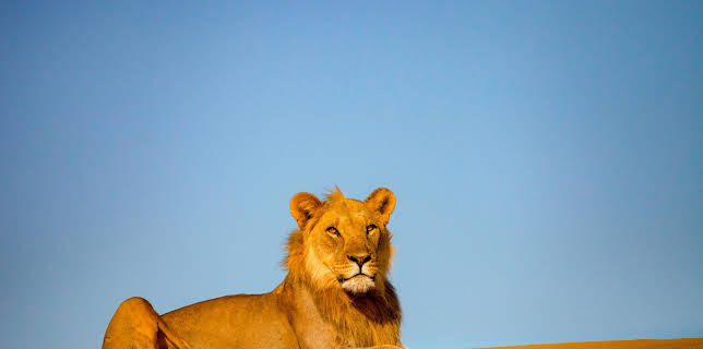 17:30: Die Wüstenlöwen der Namib - Aufbruch und Wiederkehr | 3SAT | 12/5 2025