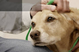 Animal ER: Episode 2