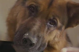 Inspector Rex: Episode 10