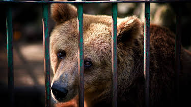 04:00: Animal Cops Houston (S9 E1) (S9) | Animal Planet | 1/31 2026