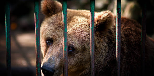 03:00: Animal Cops Houston (S9 E1) (S9) | Animal Planet | 1/31 2026