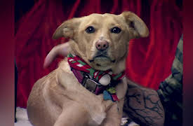 MythBusters Mini Myths: Twelve High Speeds of Xmas