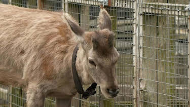 8:00 PM: Vets: Gach Creutair Beo (S8 E5) (S8) | BBC Alba | 2/3 2026