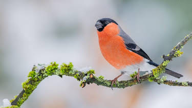 8:00 PM: Winterwatch (S14 E2) (S14) | BBC Two | 1/21 2026