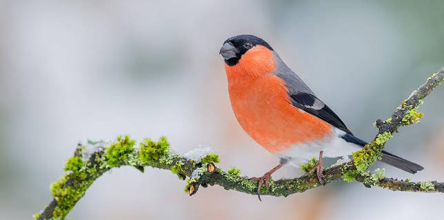 7:00 PM: Winterwatch (S14 E2) (S14) | BBC Two | 1/21 2026