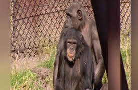 Monkey Life: Monkey Life   6