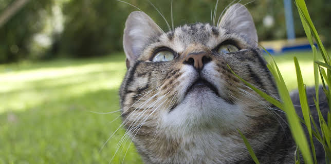 23:30: Cats of Claw Hill (S1 E2) (S1) | Animal Planet | 12/8 2025