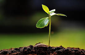 How to Grow Anything: Your Best Garden and Landscape in 6 Lessons: Get the Right Plant for the Right Place