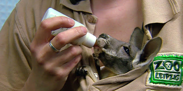 10:35: Elefant, Tiger & Co. (256) | MDR Fernsehen | 11/12 2025