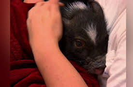 Dr. K's Exotic Animal ER Season 1: Pot-Bellied Pig Out