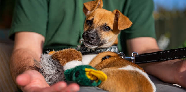 7:55 PM: The Dog House | More 4 | 1/29 2026