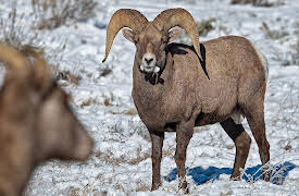 Hard Truths of Conservation With Dan Cabela, Season 1: The Bighorn Question