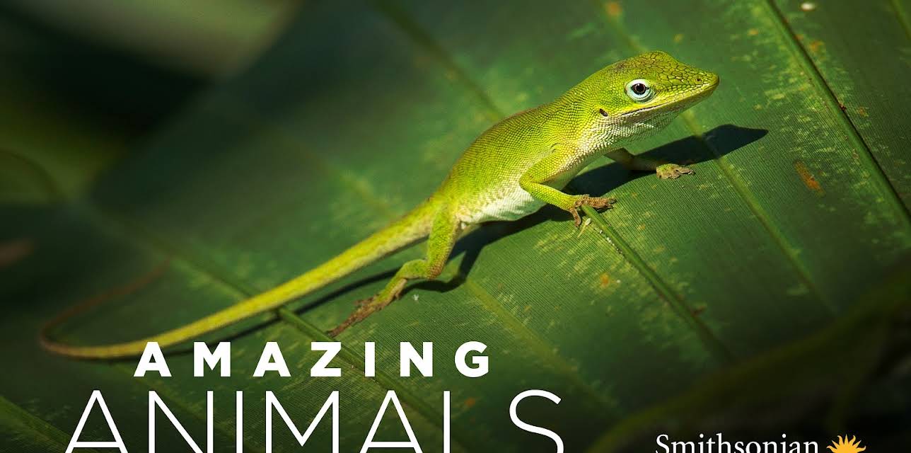 Amazing Animals
