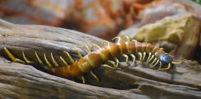 09:25: Little Giants (S1 E5) (S1) | Animal Planet | 11/30 2025