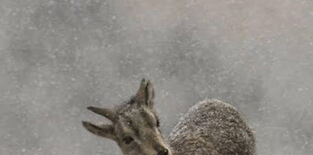 15:45: El reino helado de la pantera de las nieves | La Otra | 12/12 2025