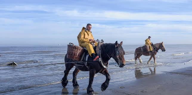 16:04: Leben an der Nordsee (3/6) | 3SAT | 1/5 2026