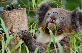 I Contain Multitudes: Microbe Minute, Season 1: Koalas
