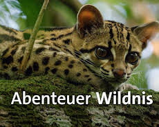 Abenteuer Wildnis