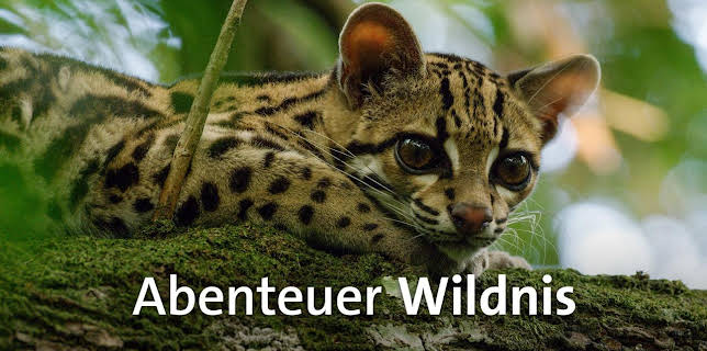 11:50: Abenteuer Wildnis | BR Fernsehen | 11/5 2025