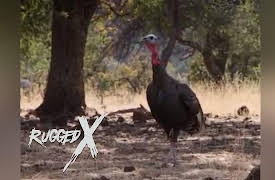 Rugged Expeditions with J Alain Smith: Gould's Turkey Hunt