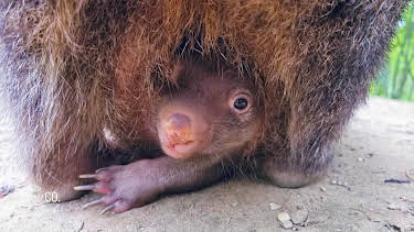 13:00: Seelöwe & Co. - tierisch beliebt (31) | WDR Fernsehen | 6/16 2026