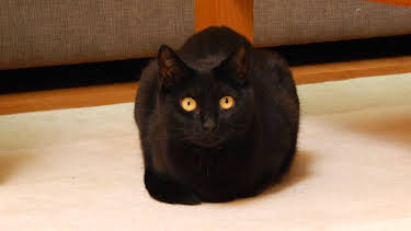 16:00: My Cat From Hell (S5 E2) (S5) | Animal Planet | 4/2 2026