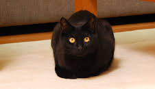 My Cat From Hell (S5 E2)