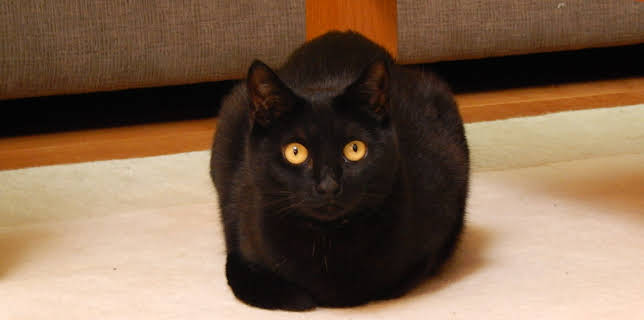 16:00: My Cat From Hell (S5 E2) (S5) | Animal Planet | 2/26 2026