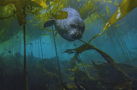America's National Parks (Classic): Olympic