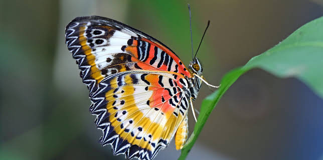 06:50: The Zoo: San Diego (S1 E5) (S1) | Animal Planet | 2/26 2026