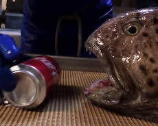 The Proof is Out There - Auf den Spuren des Unerklärlichen