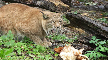 15:35: 60 Jahre Wildpark Feldkirch | 3SAT | 7/11 2026