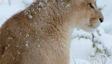 Supervivencia extrema: Animales con ingenio