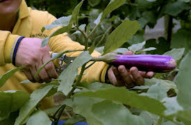 Tipping Point Climate in Crisis: The Food Crunch