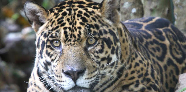 21:00: Big Five Südamerika (2) | RBB Fernsehen | 2/22 2026