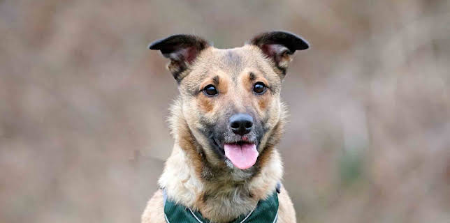 06:50: Tiere suchen ein Zuhause | WDR Fernsehen | 2/9 2026