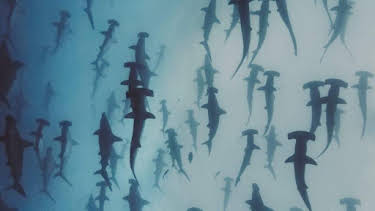 3:30 PM: Nature's Strangest Mysteries: Solved (S1) | Discovery Channel | 6/5 2026