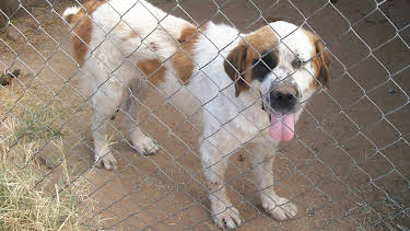 12:15: Animal Cops Phoenix (S15 E5) (S15) | Animal Planet | 11/19 2025