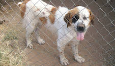 Animal Cops Phoenix (S15 E5)