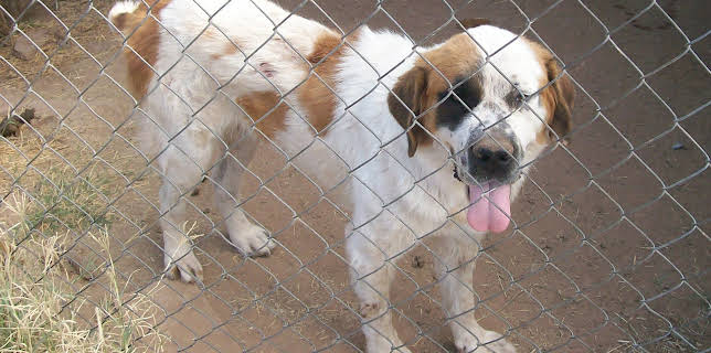 03:00: Animal Cops Phoenix (S15 E5) (S15) | Animal Planet | 11/20 2025