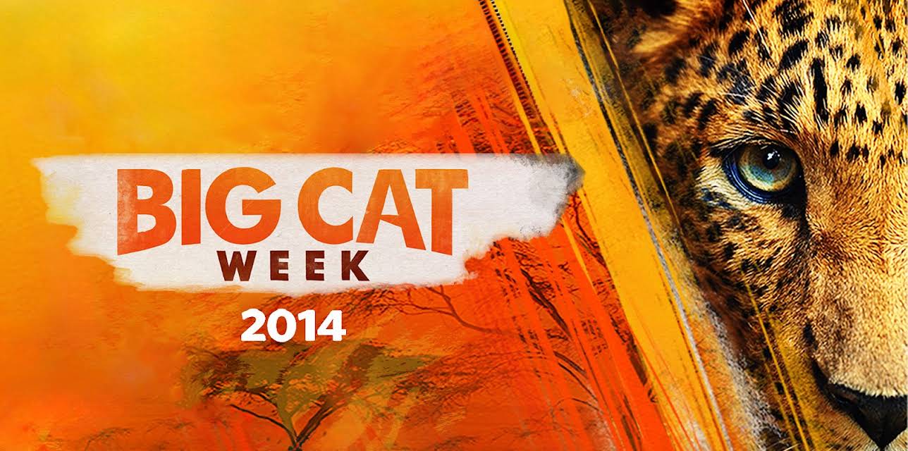 Big Cat Week 2014 Season 1