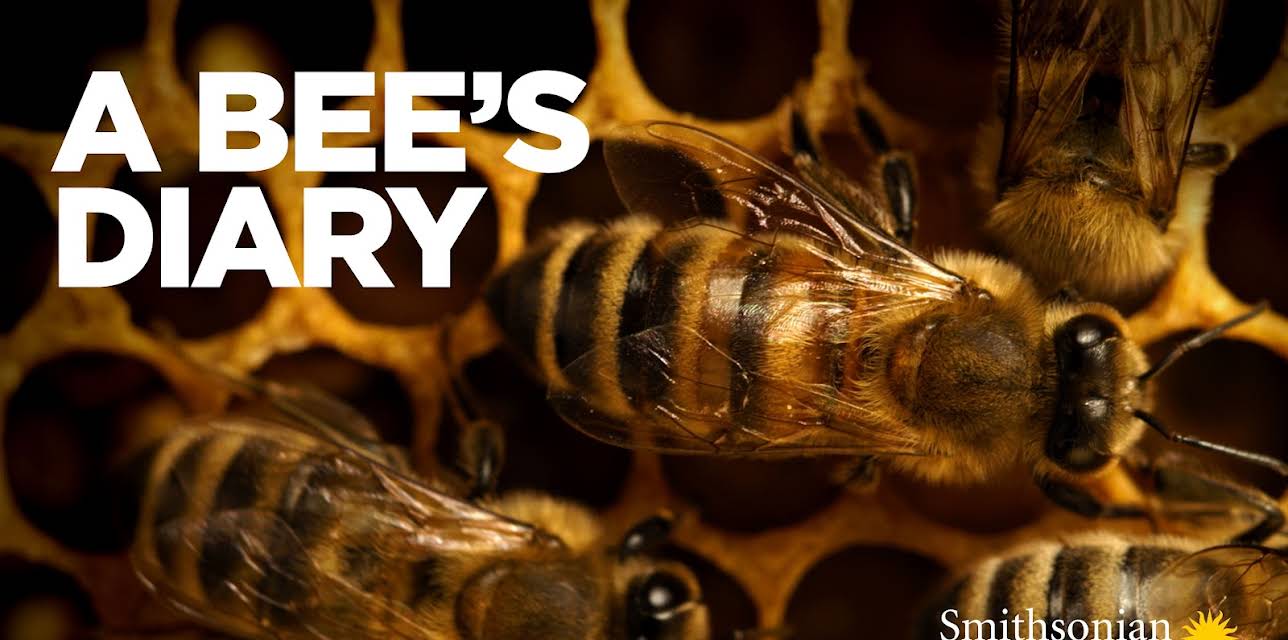 A Bee's Diary
