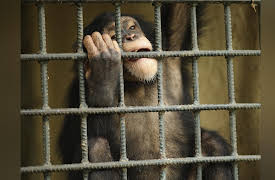 Dodo Heroes Season 1: Estelle's Favorite Chimp