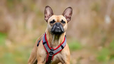 18:00: Tiere suchen ein Zuhause | WDR Fernsehen | 3/29 2026