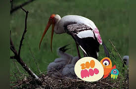 Growing Up: Painted Stork Sun Umbrella