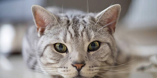 18:20: Der Super-Doc - Einsatz für 4 Pfoten | Sixx | 12/28 2025