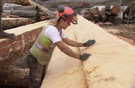 Big Timber: Sink or Swim