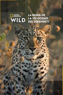 20:50: La reina de la velocidad del Serengeti | Nat Geo Wild | 2/8 2026