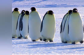 Spy in the Wild: Snow Chick: A Penguin's Tale